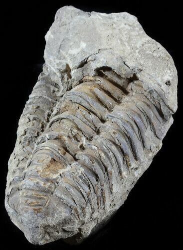 Calymene Trilobite From Morocco #49659